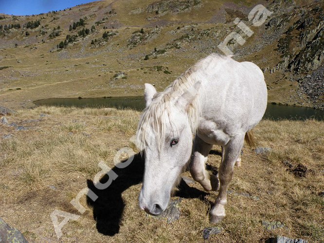 Chevaux &agrave; L'&eacute;tang de l'Estany&oacute;