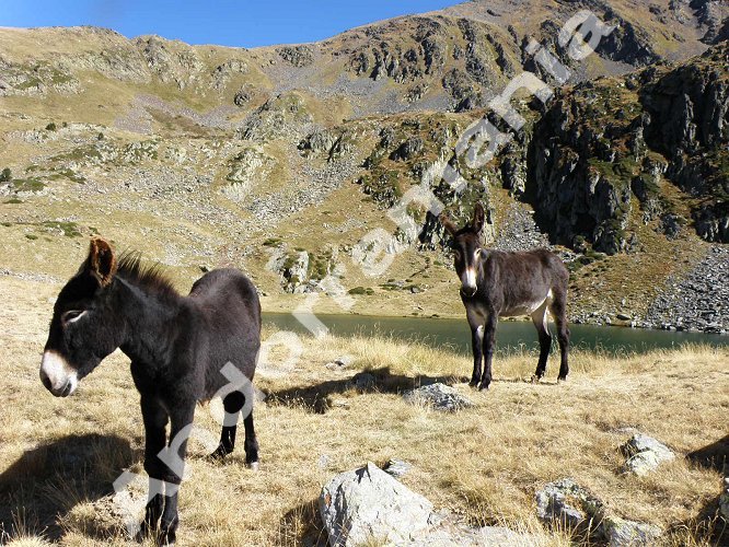 L'&eacute;tang de l'Estany&oacute;