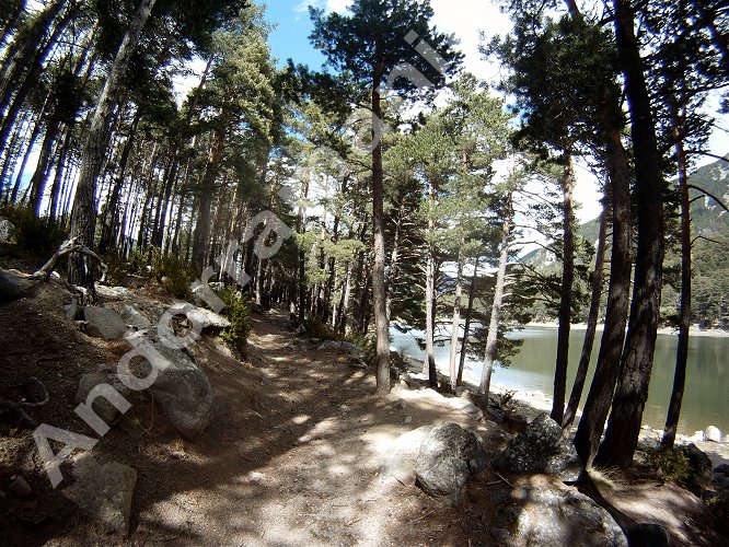 El camino conduce a circunnavegar el lago de Engolasters por el sotobosque.