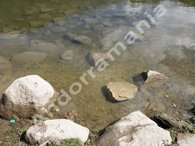 Alevinos de truchas en el lago de Engolasters.